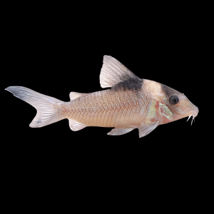 Amanda Jane Corydoras Amandajanea 4cm Catfish