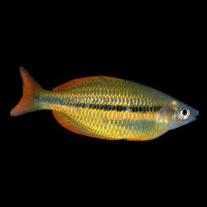 Ammeri Rainbow Fish Melanotaenia Ammeri 5cm