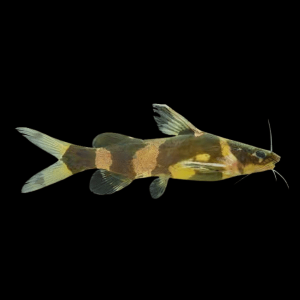 Asian Bumblebee Catfish Pseudomystus Siamensis 4cm