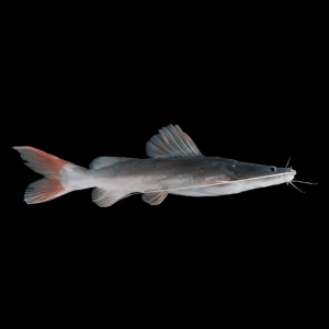 Asian Red Tailed Catfish Hemibagrus Wyckioides 8cm