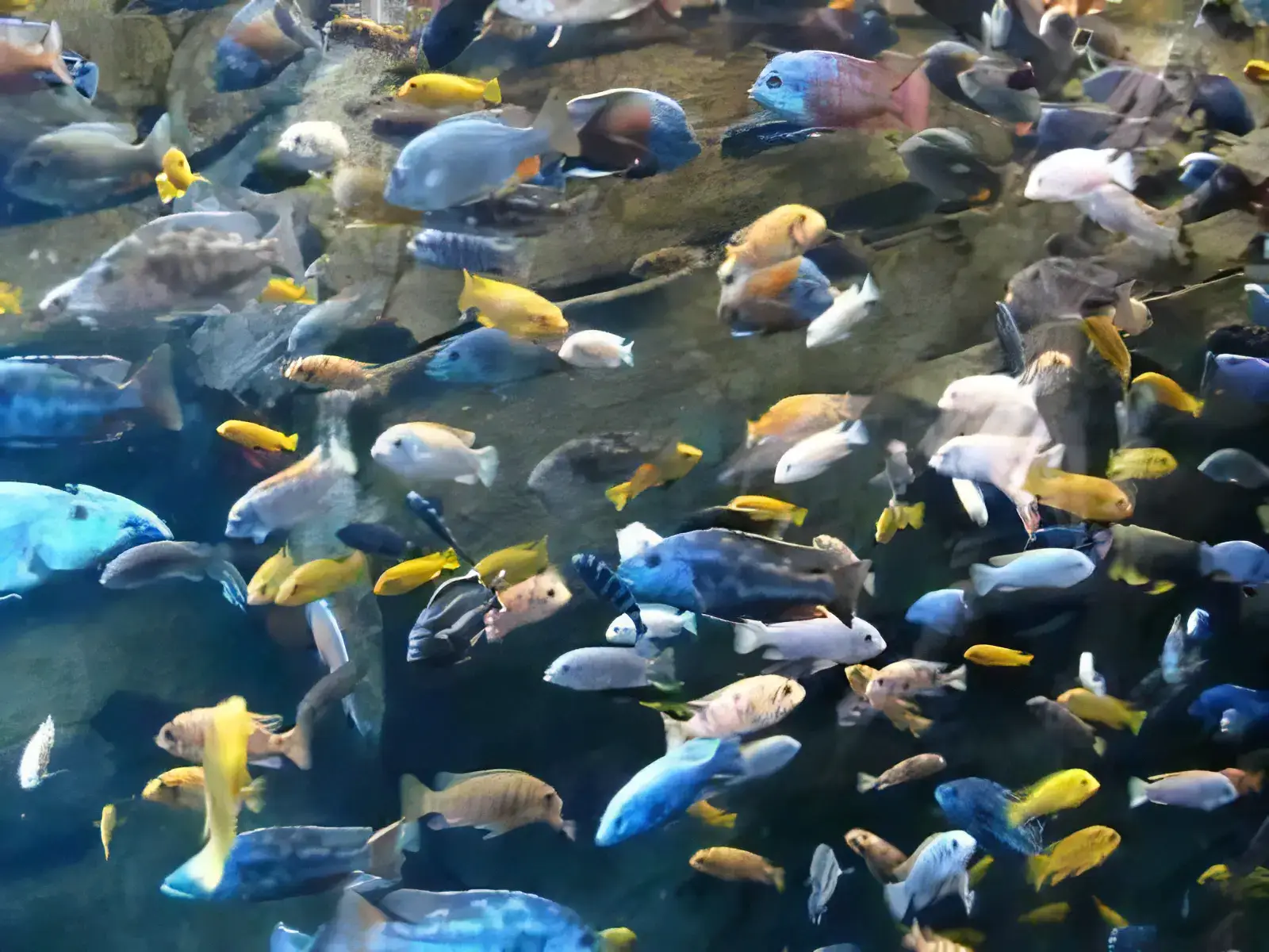 Assorted Peacock Aulonocara Malawi African Cichlids - Image 4