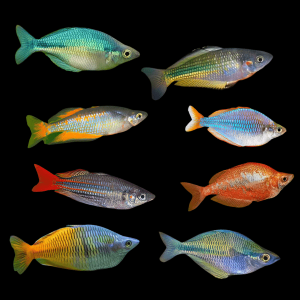 Assorted Rainbow Fish 5cm