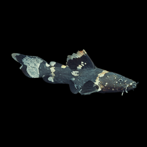 Black Bumble Bee Jelly Catfish Batrochoglanis Raninus 5cm