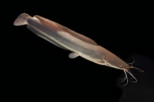 Black Clarias Anglolensis 5cm