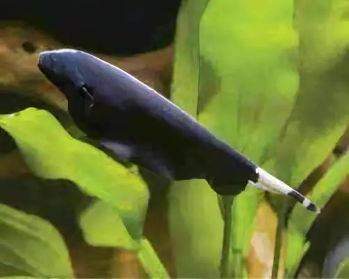 Black Ghost Knife Fish Apteronotus Albifrons 10cm - Image 3