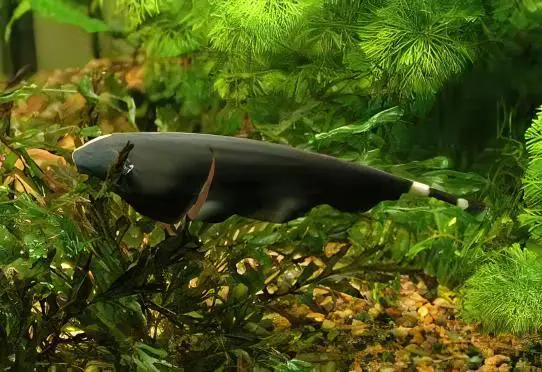 Black Ghost Knife Fish Apteronotus Albifrons 10cm - Image 4