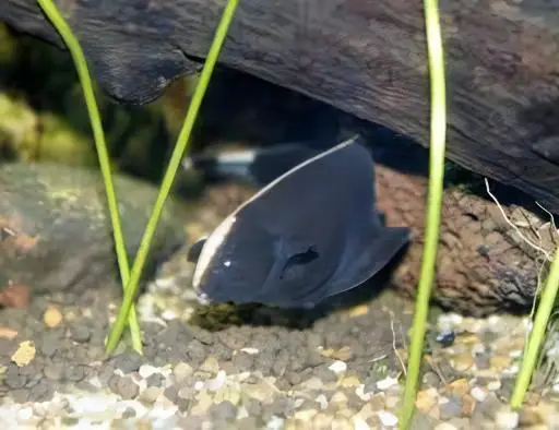 Black Ghost Knife Fish Apteronotus Albifrons 10cm - Image 6