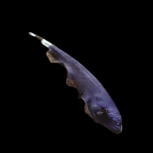 Black Ghost Knife Fish Apteronotus Albifrons 10cm