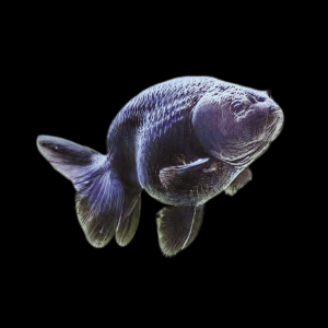 Black Lionhead Ranchu Goldfish Carassius Auratus 5cm