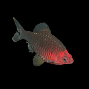 Black Ruby Barb Pethia Nigrofasciata 4cm