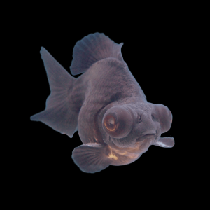 Black Moor Goldfish