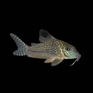 Black Top Corydoras Acutus 4cm Catfish