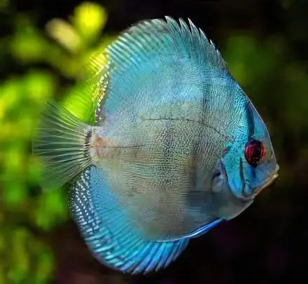 Blue Diamond Discus - Image 5