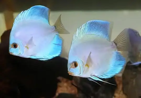 Blue Diamond Discus - Image 6