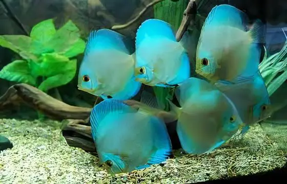 Blue Diamond Discus - Image 8