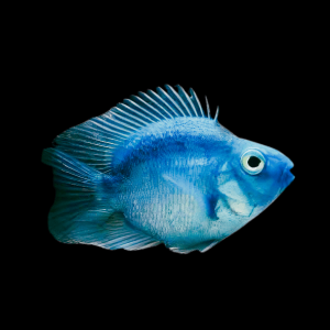 Blue Parrot Fish Hybrid Amphilophus citrinellus × Vieja melanurus 5cm