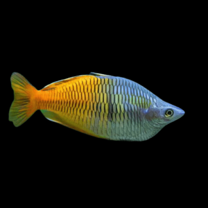 Boesmani Rainbow Fish Melanotaenia Boesemani 5cm