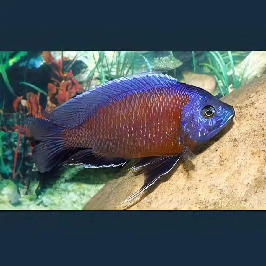 Haplochromis Borleyi Malawi African Cichlid - Image 4