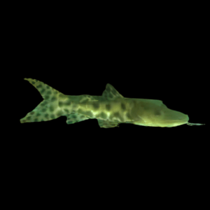 Butterfly Catfish Hybrid Tiger Shovelnose Catfish x Perruno Catfish 10cm