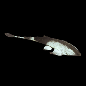 Chameleon Whiptail Catfish Pseudohemiodon Apithanus 15cm