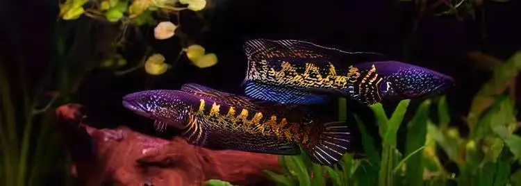 Black and Gold Cobra Snakehead Chana Aurantimaculata 12cm - Image 3