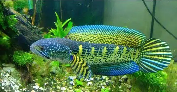 Black and Gold Cobra Snakehead Chana Aurantimaculata 12cm - Image 5