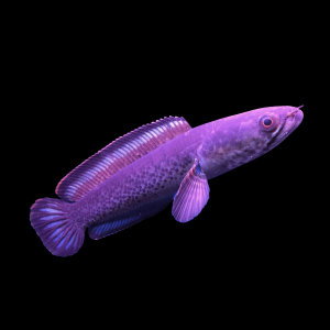 Assamese Spotted Purple Snakehead Chana Stewartii 10cm