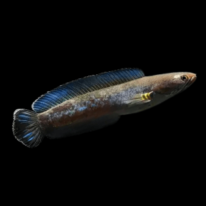 Blue Rainbow Snakehead Channa Andrao Bleheri 10cm