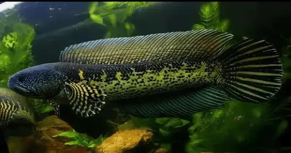 Black and Gold Cobra Snakehead Chana Aurantimaculata 12cm - Image 4