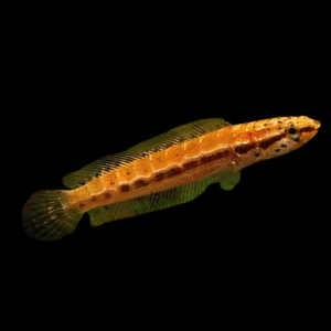 Dwarf Bangka Snakehead Channa Bankanensis 5cm