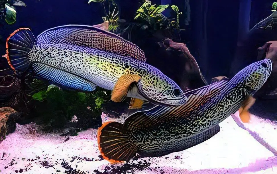 Peacock Snakehead Channa Barca - Image 4