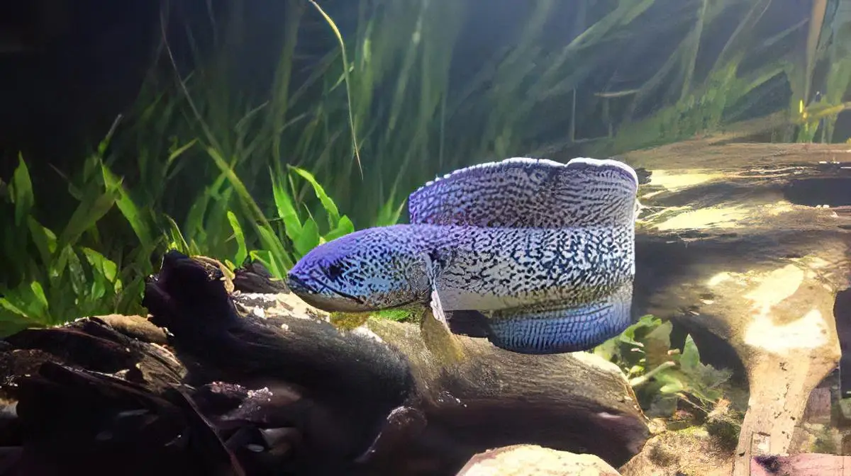 Peacock Snakehead Channa Barca - Image 3