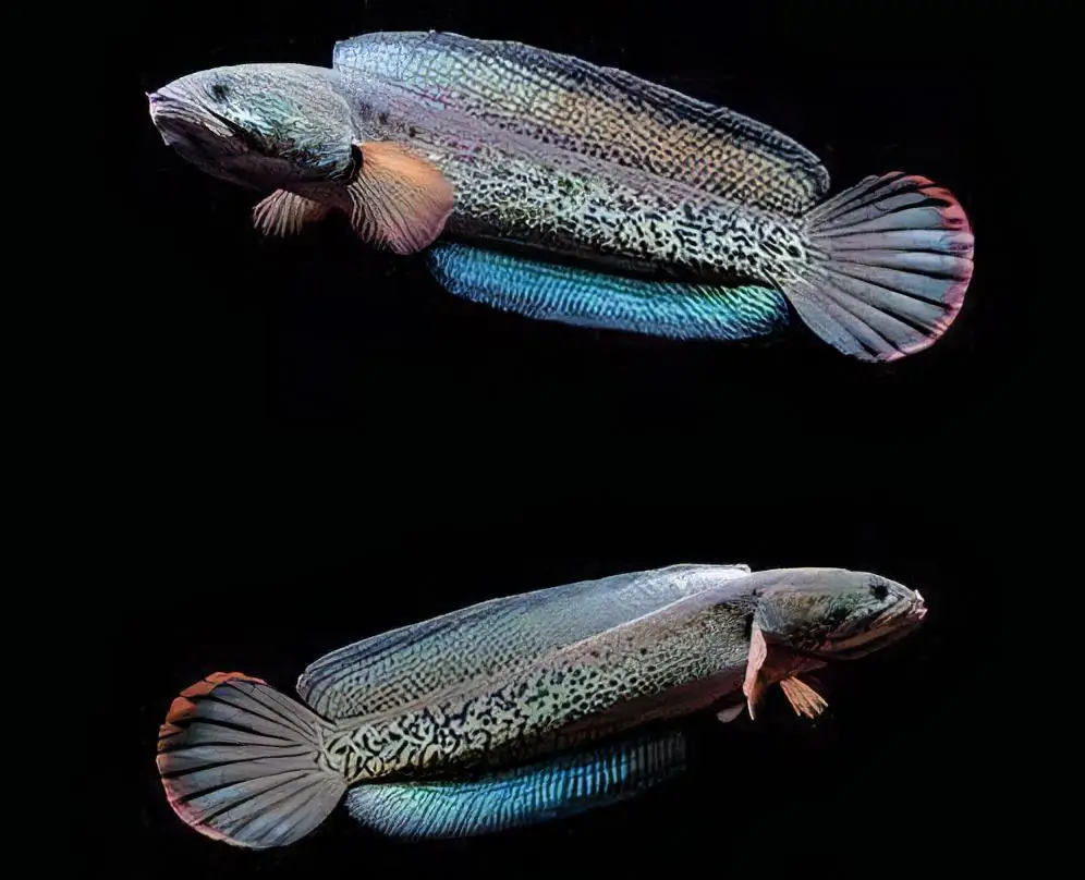 Peacock Snakehead Channa Barca - Image 5