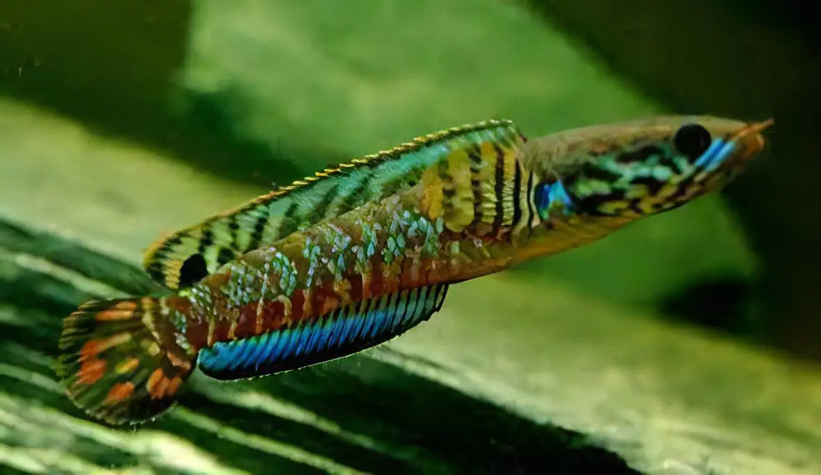 Dwarf Rainbow Snakehead Channa Bleheri 10cm - Image 3