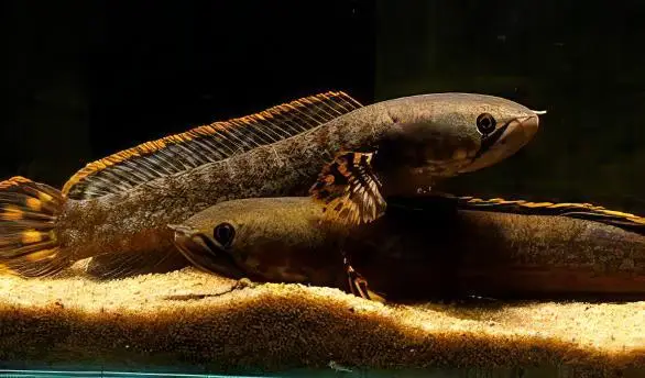 Dwarf Rainbow Snakehead Channa Bleheri 10cm - Image 4
