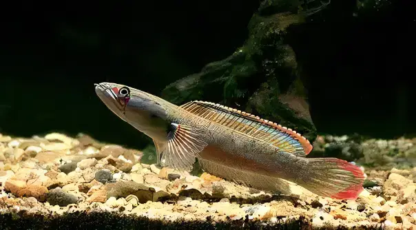 Dwarf Rainbow Snakehead Channa Bleheri 10cm - Image 5