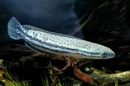 Malabar Snakehead Channa Diplogramma 10cm - Image 3