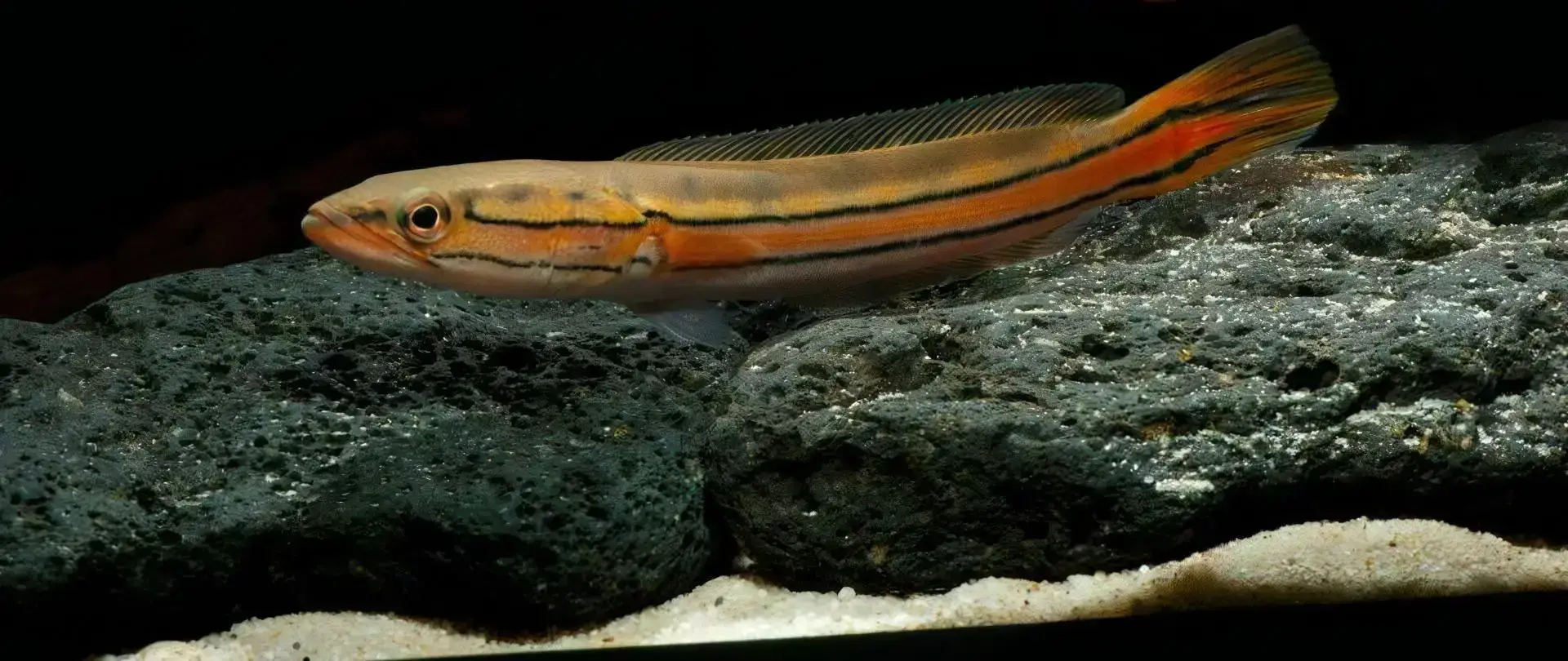 Malabar Snakehead Channa Diplogramma 10cm - Image 4