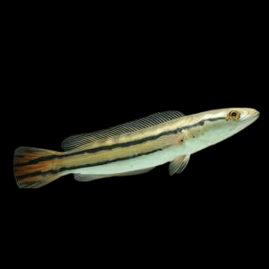 Giant Red Snakehead Channa Micropeltes 10cm