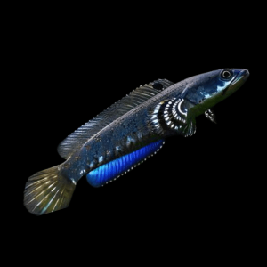 Beautiful Snakehead Channa Pulchra 10cm