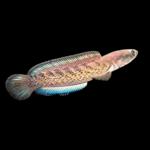 Dwarf Bengal Snakehead Channa Punctata 10cm
