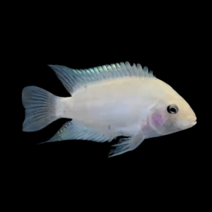 Cichlasoma Nigrofasciatum Albino Convict Cichlid 5cm