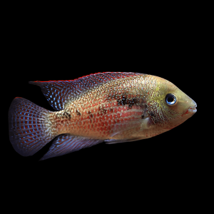 Cichlasoma Panamensis Panama Cichlid 5cm