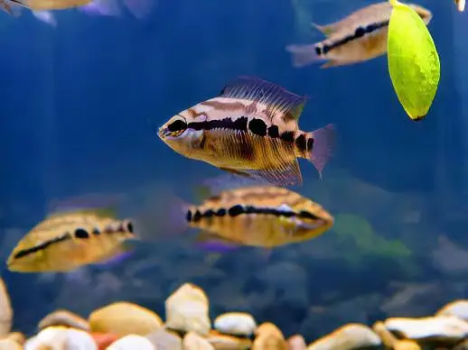 Cichlasoma Salvini Salvini Cichlid 5cm - Image 8