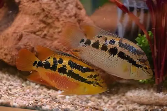 Cichlasoma Salvini Salvini Cichlid 5cm - Image 6