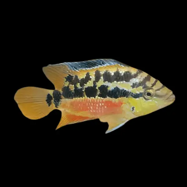 Cichlasoma Salvini Salvini Cichlid 5cm