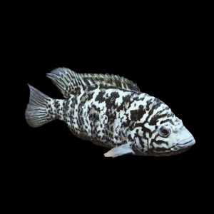 Cichlasoma Tetracanthus Cuban Cichlid 5cm