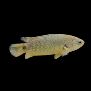Climbing Perch Anabas Testudineus 6cm