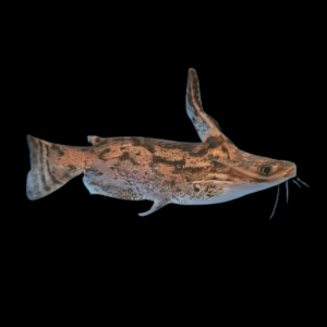 Colombian Wood Catfish Trachelyopterus Insignis 5cm