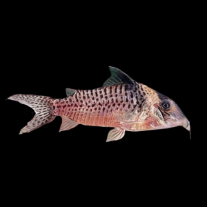 False Blochi Corydoras Delphax 4cm Catfish